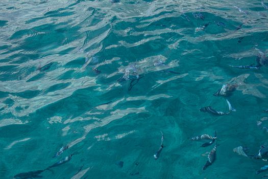 Fish swim in the sea in Sardinia under the transparent water of sea
