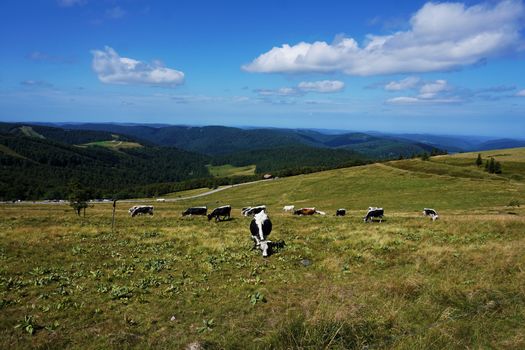 Beautiful panorama of Le Hohneck mountain with Vosges Cattle and hilly landscape