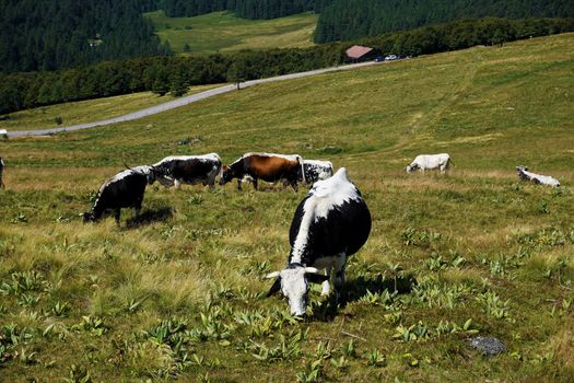 Herd of Vosges cattle grazing on mountain pasture of Le Hohneck