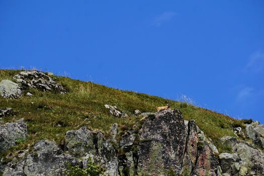 A single Chamois goat-antelope on a cliff spotted in France