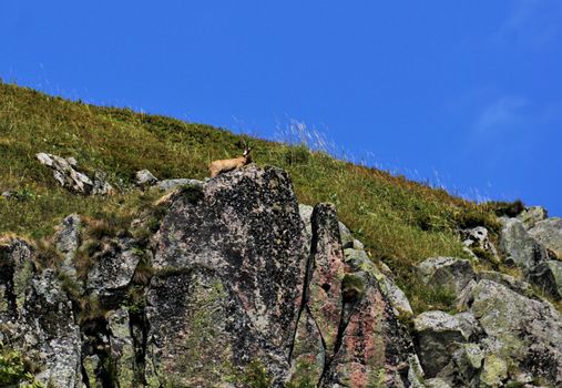 Close-up of a Chamois on a cliff in the Vosges, France