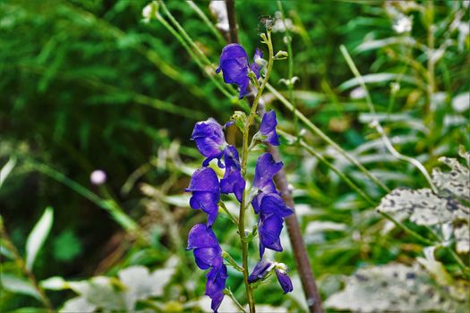 Blossoms of Wolfsbane spotted in a forest in France