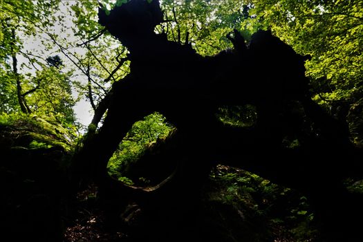 Overthrown tree in the back light spotted in the Vosges, France