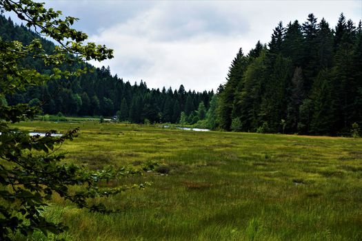 Lac de Lispach - bogland in the Vosges , France