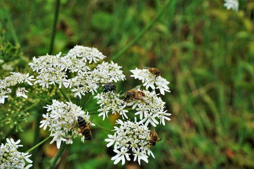 White blooming Hogweed with hoverflies spotted in La Bresse, France