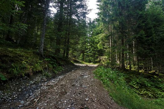 Forest road in the Vosges near Markstein mountain, France