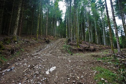 Dirt road through the forest in the Vosges near Markstein mountain, France