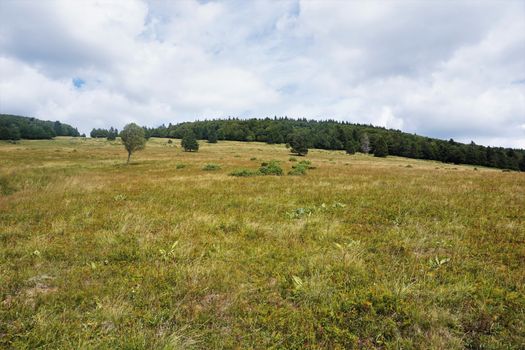 The alpine meadows in the Vosges, France are a paradise for insects