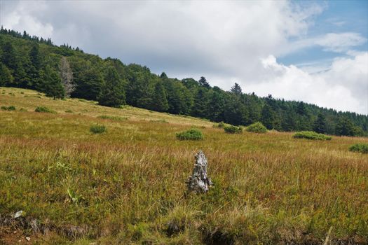 Brownish meadow with green forest blue sky and white clouds in the Vosges, France
