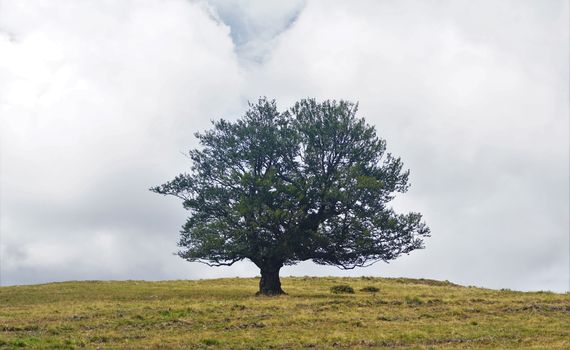 Single tree on a brownish meadow in the Vosges, France