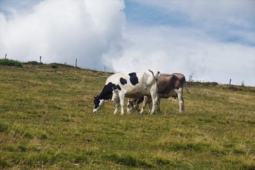 Two cows grazing on a meadow in the Markstein region at the Route of the Ridges, France