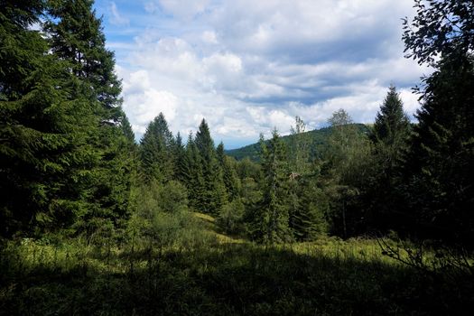 View over densely wooded landscape in the Vosges, France