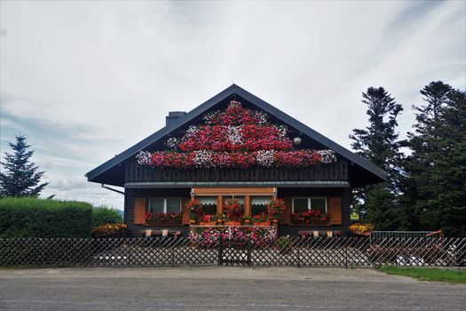 Wooden house with lots of Geranium flowers spotted in Sondernach near Schnepfenried, France