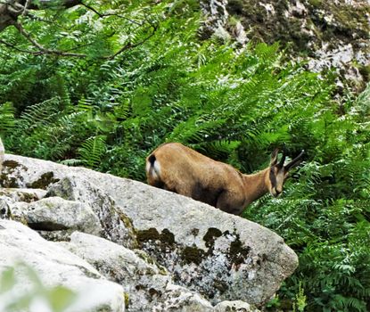 Close-up of a Chamois goat-antelope spotted climbing a rock in the Vosges, France