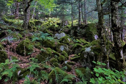 Mossy rocks in the Frankenthal-Missheimle nature reserve, France