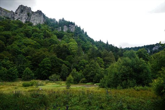 View to le Martinswand rocks from the Frankenthal-Missheimle nature reserve in the Vosges, France