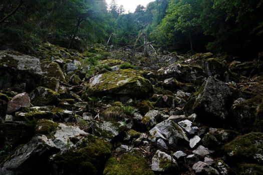 Impressive talus with mossy rocks spotted in the Vosges, France