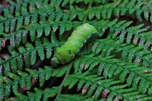 Green caterpillar spotted on a fern in the Vosges, France