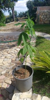 davMarijuana plant on the pot in the garden of house