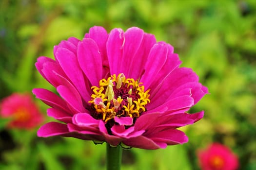 Pink blossom of a beautiful flower - probably Zinnia or Cosmos plant