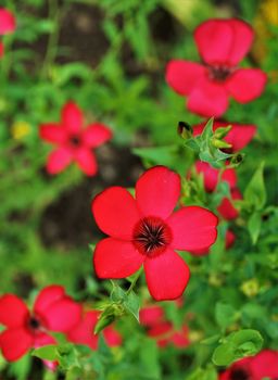 Horizontal image of a beautiful red blooming Adonis flower