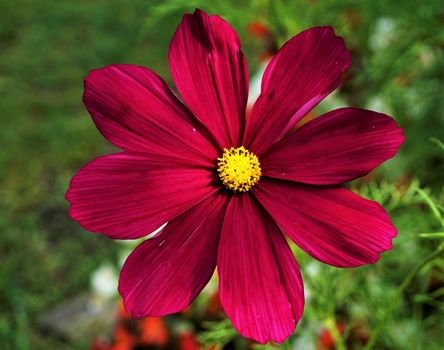 Extraordinary blossom of a Cosmos bipinnatus flower with yellow florets