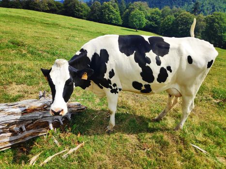 Black and white cow spotted on a meadow in the Haut-Rhin region, France