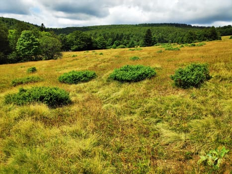 View over grassland to hills with forest near Le Markstein, France