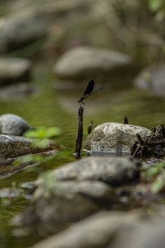 Dragonfly poses on the rocks of the stream in Sardinia