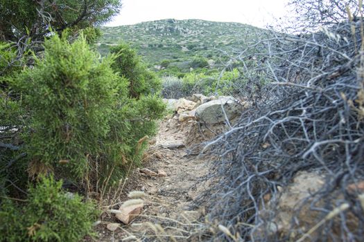 Path in the Sardinian hills immersed in nature landscape