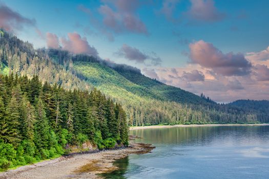 Evergreen covered trees in the mist in Alaska