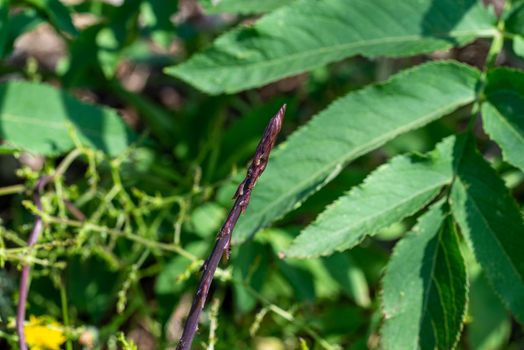 wild asparagus born under the olive tree in summer