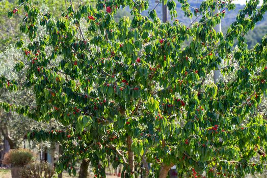 weeds of red cherries grown in bright summer colors