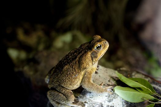 Australian cane toad in profile in a shaded rocky area outdoors with green leaves