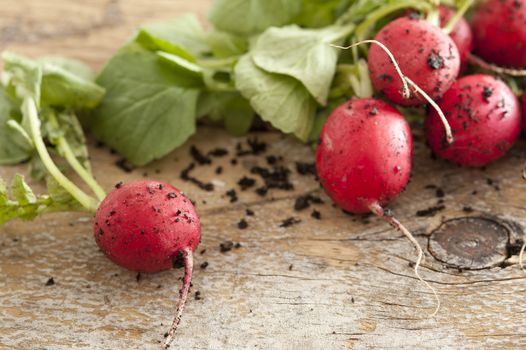 Bunch of farm fresh or homegrown radish with clinging soil on a rustic old wooden table