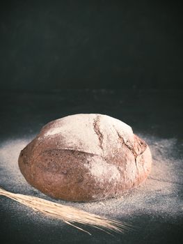 Whole homemade sourdough rye bread with rye spike and rye flour and on black textured background. Copy space. Low key