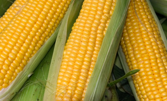 Corn on the Cob