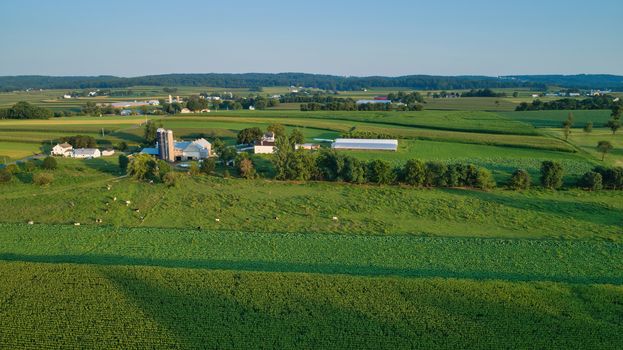 Aerial view of farm lands and corn crop and fields in late afternoon