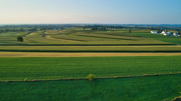 Aerial view of farm lands and corn crop and fields in late afternoon
