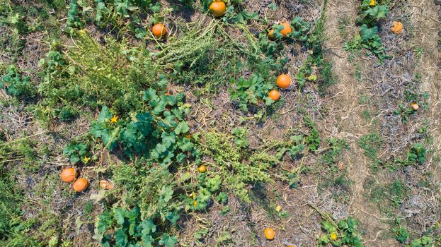 Aerial downward view of pumpkins growing in the fields on a sunny day