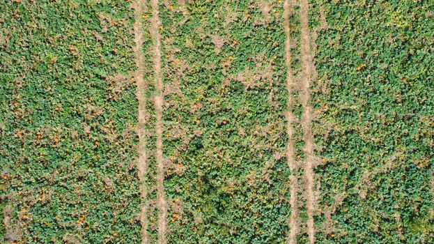 Aerial downward view of pumpkins growing in the fields on a sunny day
