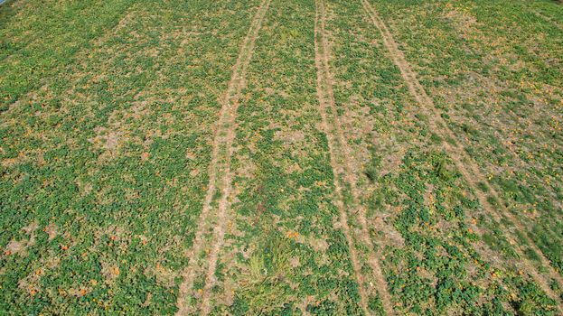 Aerial downward view of pumpkins growing in the fields on a sunny day