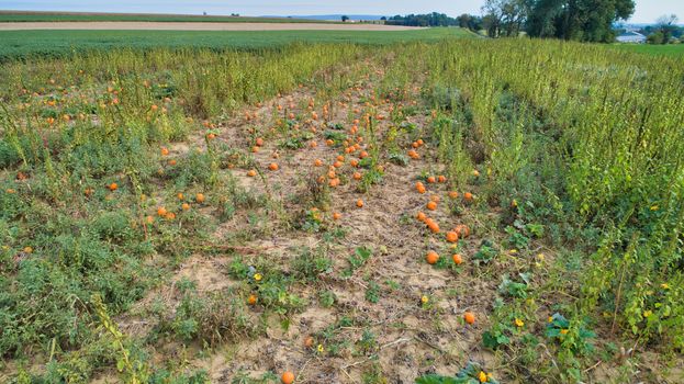 Aerial downward view of pumpkins growing in the fields on a sunny day