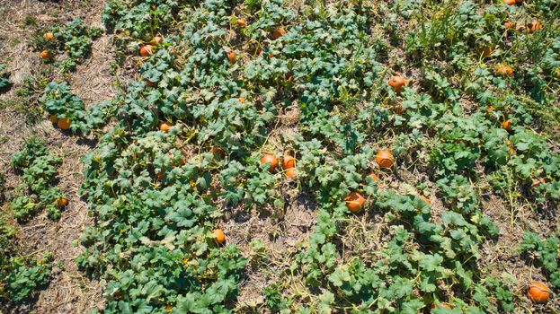 Aerial downward view of pumpkins growing in the fields on a sunny day