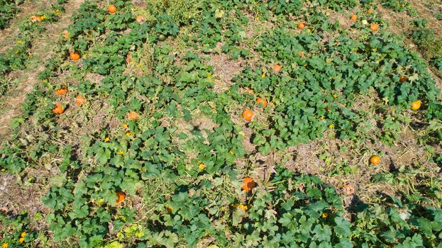 Aerial downward view of pumpkins growing in the fields on a sunny day