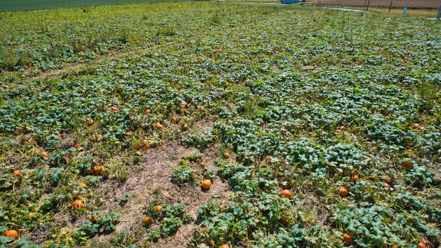 Aerial downward view of pumpkins growing in the fields on a sunny day