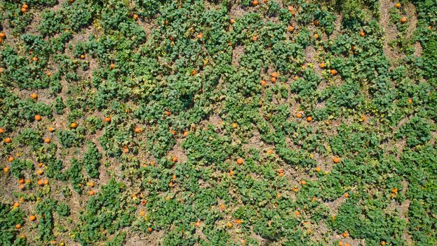Aerial downward view of pumpkins growing in the fields on a sunny day