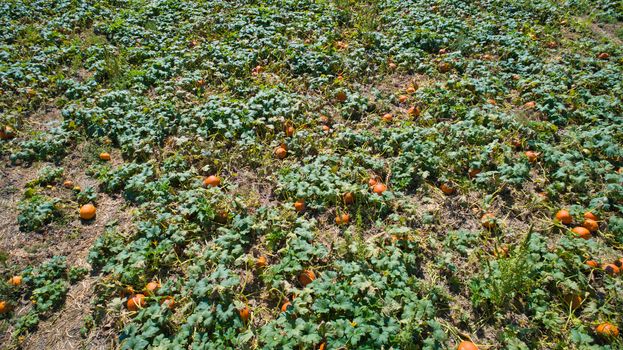 Aerial downward view of pumpkins growing in the fields on a sunny day