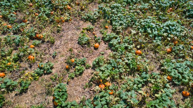 Aerial downward view of pumpkins growing in the fields on a sunny day