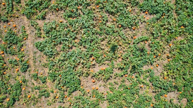 Aerial downward view of pumpkins growing in the fields on a sunny day